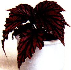 begonia.jpg[10 кб]